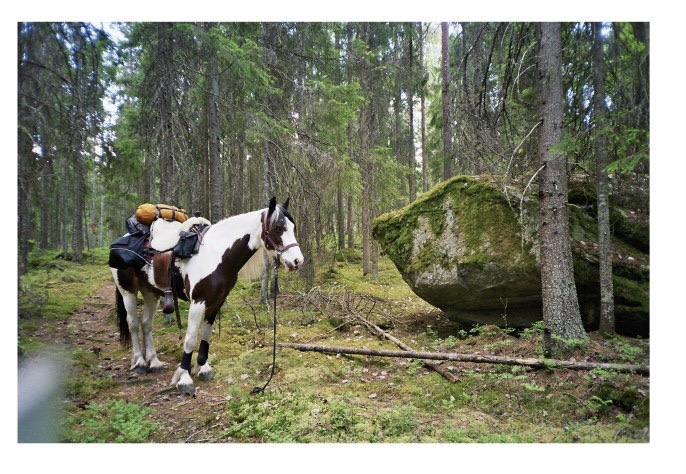 Mein Seelenpony auf unseren Reisen